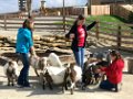 2016-1103 JrHigh - Day2-5 Ark Petting Zoo